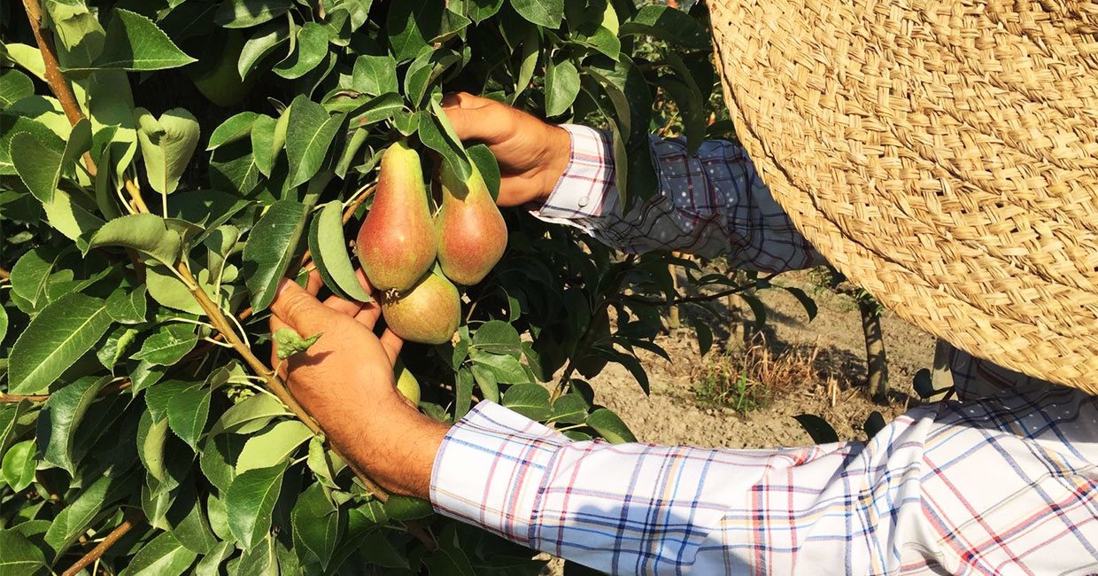 Ingrosso Ortofrutta Astafruttaltedo Bologna