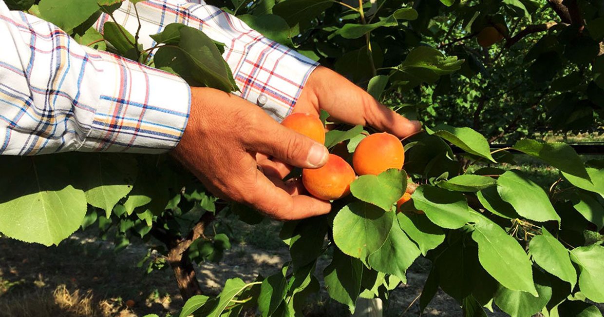 Ingrosso Ortofrutta Asta Frutta Altedo